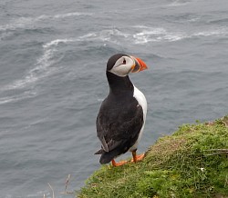 One of the many puffins on thr edge of the cliff
