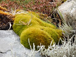 Natural art at Sumburgh Head