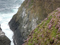 Raging seas, cliffs and flowers 