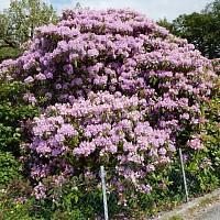 Rhodendron på Vestlandet