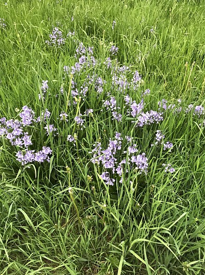 Who knows the name of these wild bell flowers?