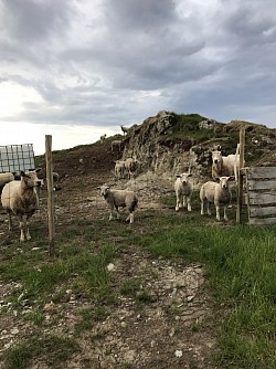 Sheep with rapidly growing lambs